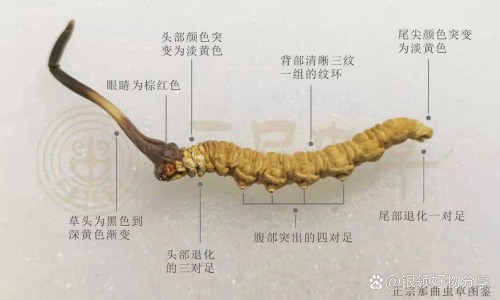 好护士脑心清胶囊说明书-辽宁号护士 脑心清胶囊怎么样网—知名的好护士脑心清胶囊效果怎样网站,分享脑心清胶囊 好护士知识